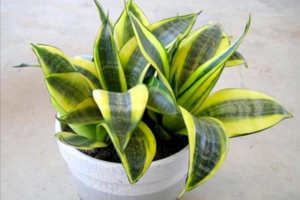 虎皮兰盆栽怎么养，生长过程中需要阳光的直射