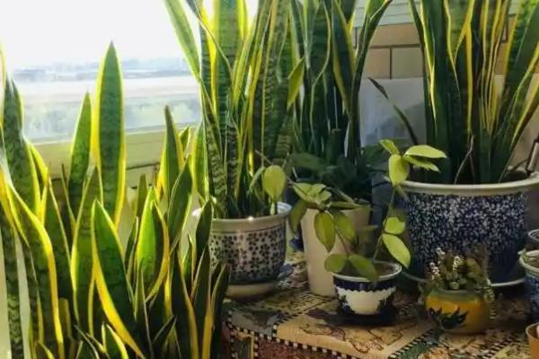 虎皮兰盆栽怎么养，生长过程中需要阳光的直射