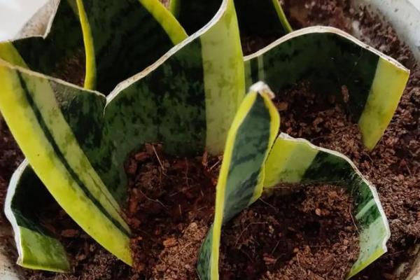 虎皮兰盆栽怎么养，生长过程中需要阳光的直射