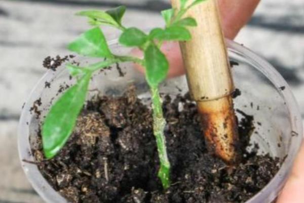 米兰怎么繁殖,以扦插和压条为主