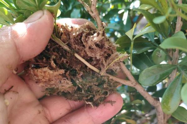 米兰怎么繁殖,以扦插和压条为主