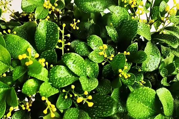 米兰怎么繁殖,以扦插和压条为主