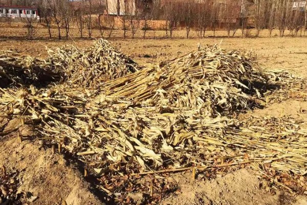 一亩玉米秸秆有多重,青贮玉米可达到8000-15000斤左右