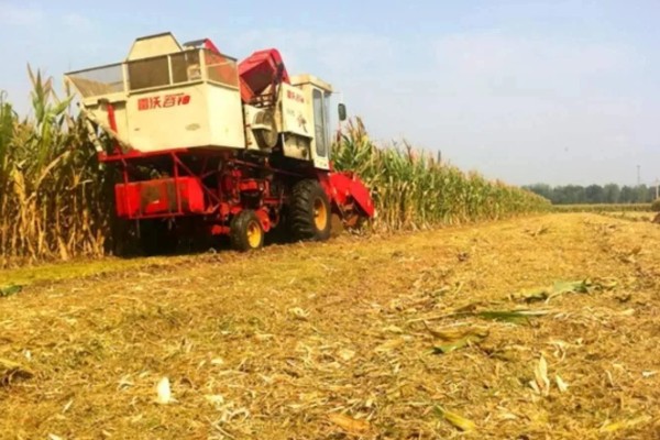 一亩玉米秸秆有多重,青贮玉米可达到8000-15000斤左右