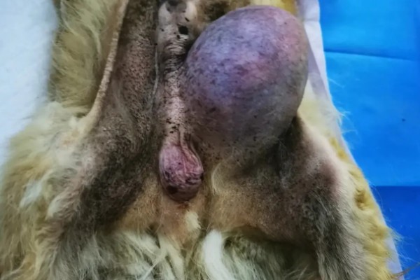 犬猫胃肠道癌怎么治疗，手术切除后使用环磷酰胺等药物