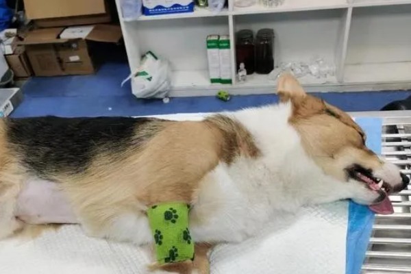 犬猫胃肠道癌怎么治疗，手术切除后使用环磷酰胺等药物