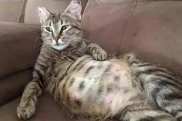 犬猫胃肠道癌怎么治疗，手术切除后使用环磷酰胺等药物