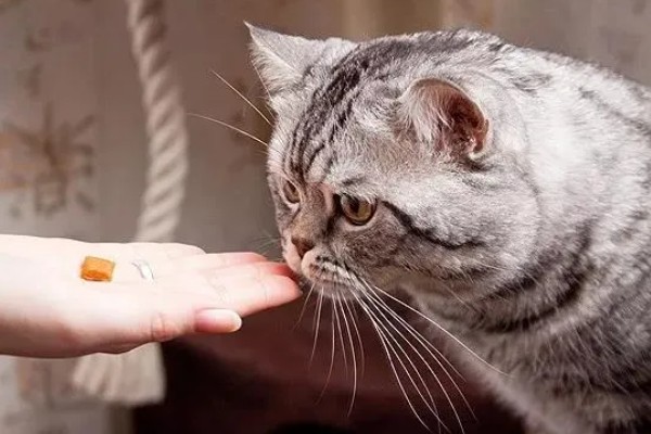 犬猫胃肠道癌怎么治疗，手术切除后使用环磷酰胺等药物