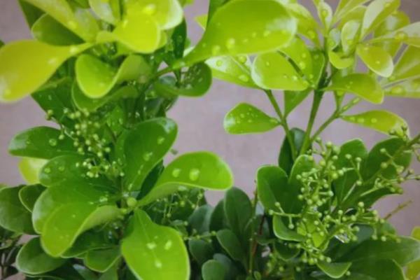 米兰怎么繁殖,以扦插和压条为主