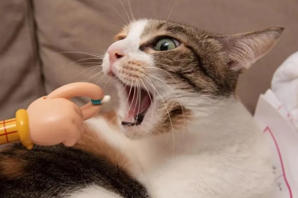 犬猫胃肠道癌怎么治疗，手术切除后使用环磷酰胺等药物