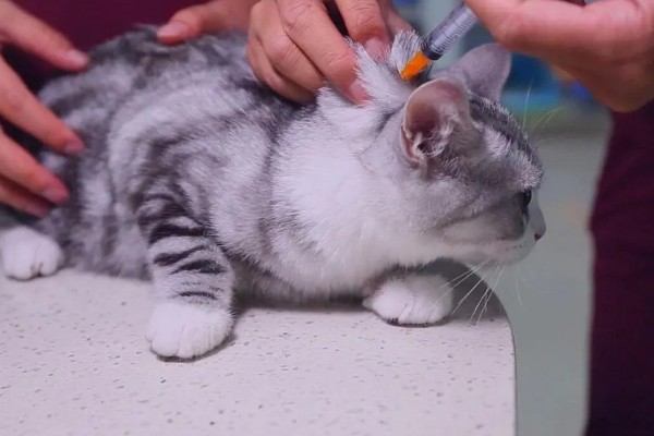 犬猫胃肠道癌怎么治疗，手术切除后使用环磷酰胺等药物