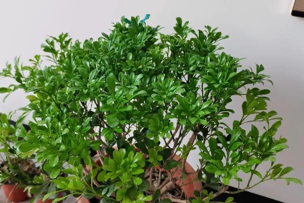 米兰怎么繁殖,以扦插和压条为主