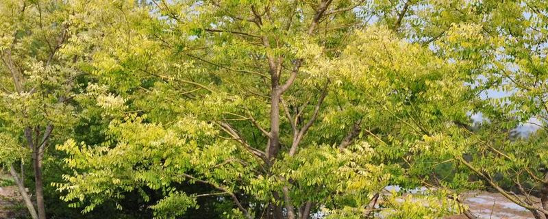 金枝槐的养殖方法，每隔半个月追施一次肥料