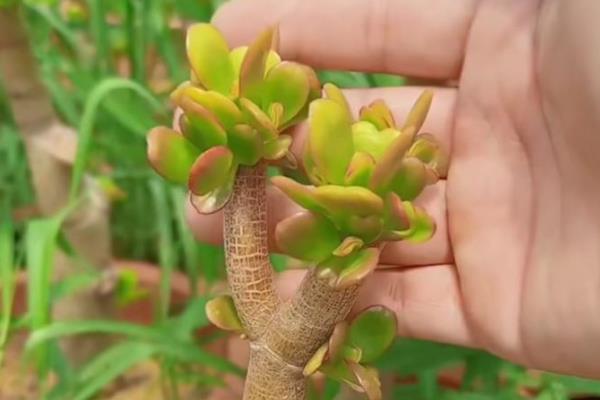 玉树的打顶和摘心方法，剪除顶端的生长点即可