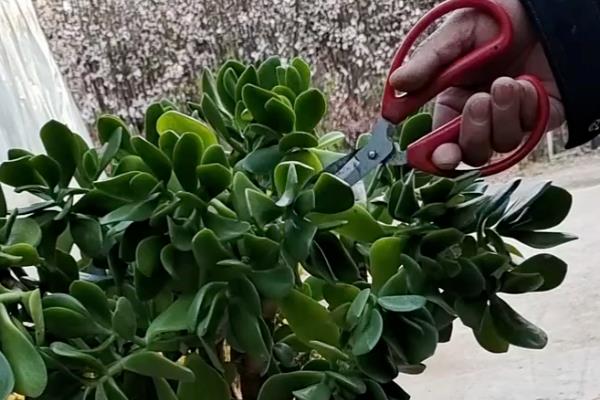 玉树的打顶和摘心方法，剪除顶端的生长点即可