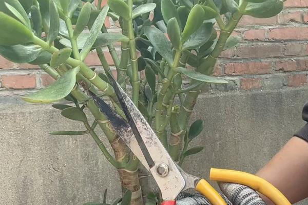 玉树的打顶和摘心方法，剪除顶端的生长点即可