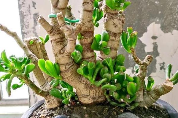 玉树的打顶和摘心方法，剪除顶端的生长点即可