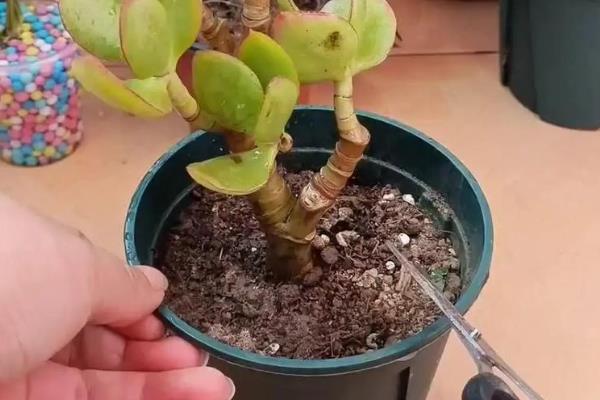 玉树的打顶和摘心方法，剪除顶端的生长点即可