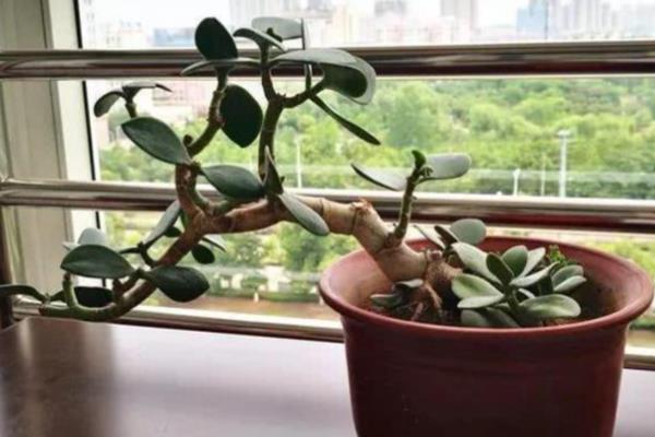 玉树的打顶和摘心方法，剪除顶端的生长点即可