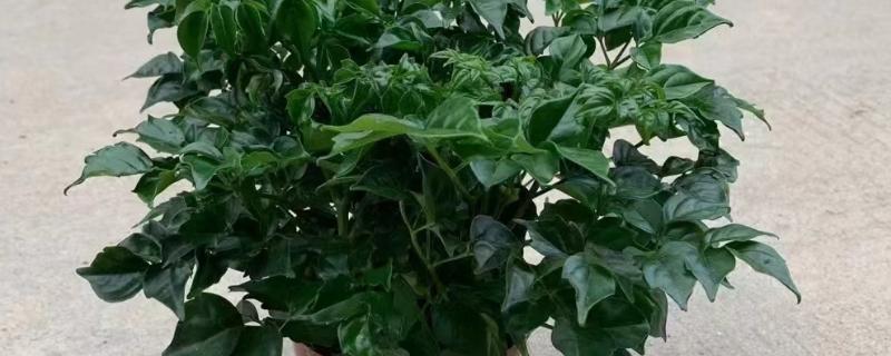 幸福树有什么寓意，代表幸福、健康等含义