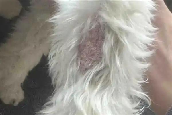 猫癣狗癣怎么防治,剃掉患处的毛发再涂抹皮癣专用消炎药