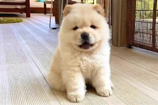 猫癣狗癣怎么防治,剃掉患处的毛发再涂抹皮癣专用消炎药