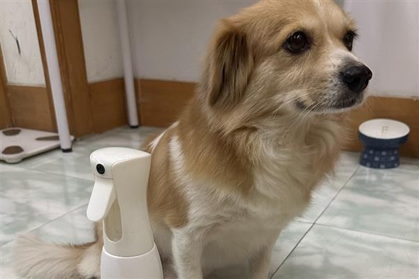 猫癣狗癣怎么防治,剃掉患处的毛发再涂抹皮癣专用消炎药