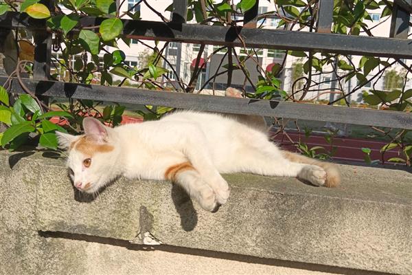 猫癣狗癣怎么防治,剃掉患处的毛发再涂抹皮癣专用消炎药