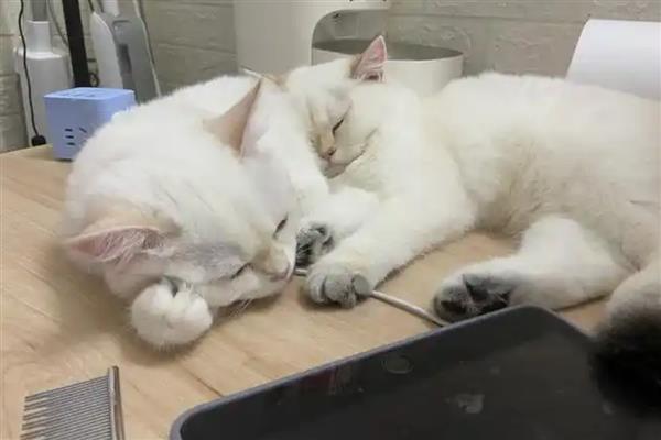 猫癣狗癣怎么防治,剃掉患处的毛发再涂抹皮癣专用消炎药