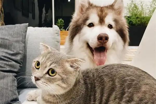 猫癣狗癣怎么防治,剃掉患处的毛发再涂抹皮癣专用消炎药