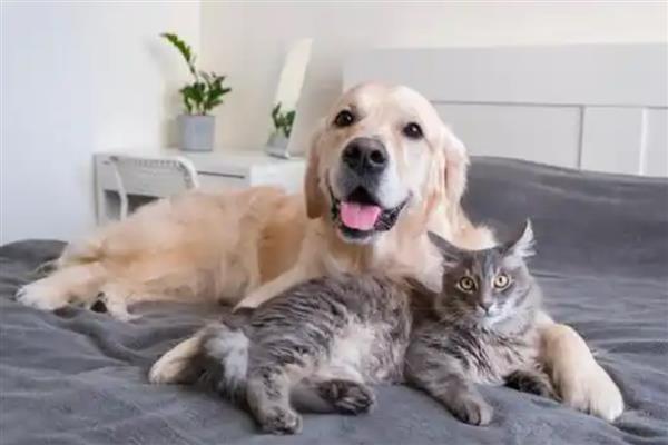 猫癣狗癣怎么防治,剃掉患处的毛发再涂抹皮癣专用消炎药