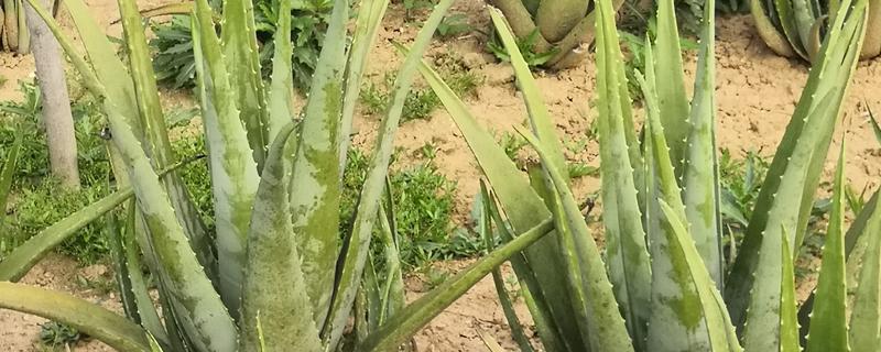 哪些芦荟可以吃，库拉索芦荟、木立芦荟等品种可食用