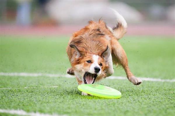 狗狗为什么一直喘气呼吸急促，一般是过度运动、呼吸道感染等因素所致