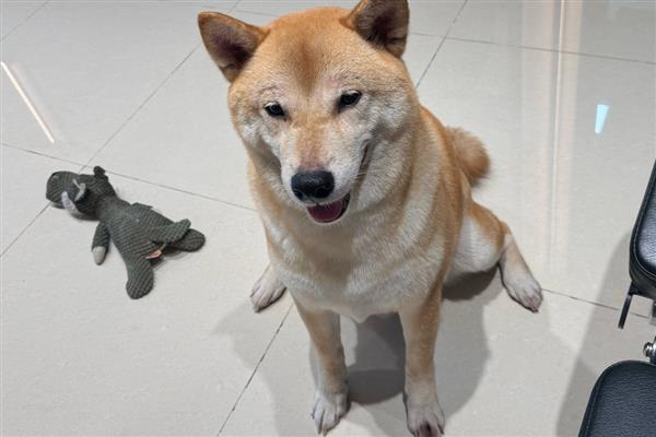 狗狗为什么一直喘气呼吸急促，一般是过度运动、呼吸道感染等因素所致