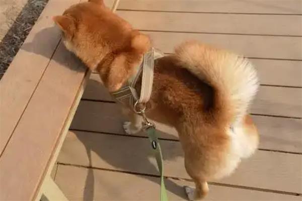 狗狗为什么一直喘气呼吸急促，一般是过度运动、呼吸道感染等因素所致