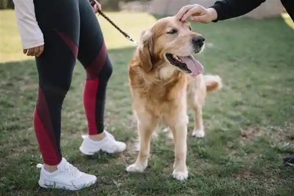 狗狗为什么一直喘气呼吸急促，一般是过度运动、呼吸道感染等因素所致