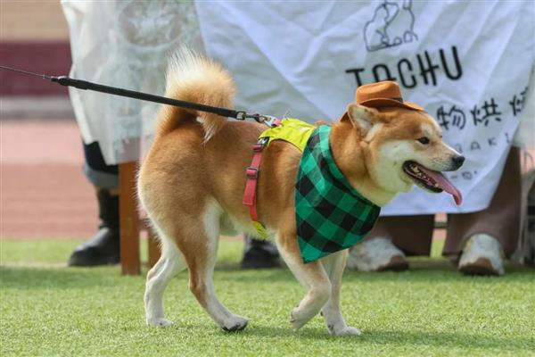 狗狗为什么一直喘气呼吸急促，一般是过度运动、呼吸道感染等因素所致