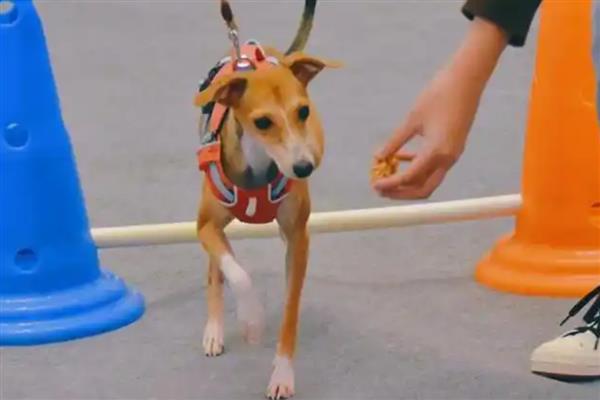 狗狗为什么一直喘气呼吸急促，一般是过度运动、呼吸道感染等因素所致