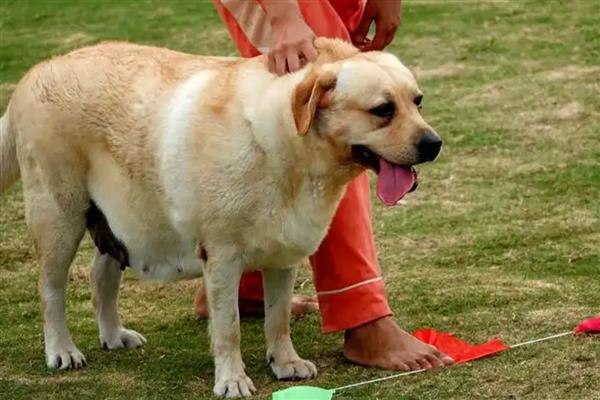 狗狗为什么一直喘气呼吸急促，一般是过度运动、呼吸道感染等因素所致