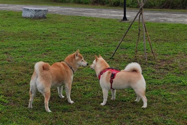 狗狗为什么一直喘气呼吸急促，一般是过度运动、呼吸道感染等因素所致