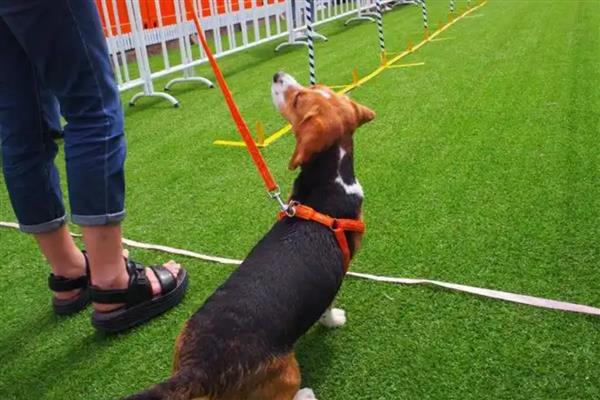 狗狗为什么一直喘气呼吸急促，一般是过度运动、呼吸道感染等因素所致