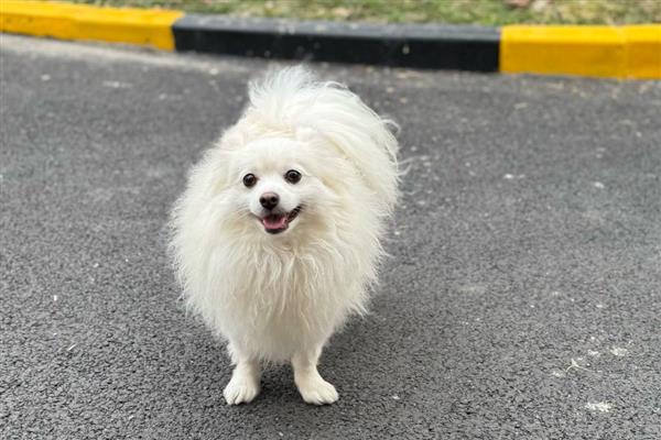 狗狗预防蜱虫的方法，定期对生活环境做消毒处理