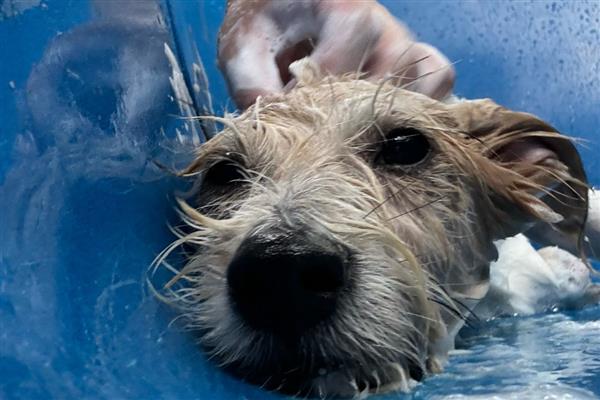 狗狗预防蜱虫的方法，定期对生活环境做消毒处理