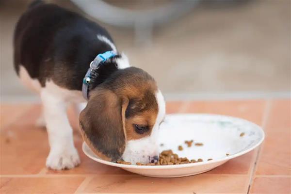 狗狗预防蜱虫的方法，定期对生活环境做消毒处理