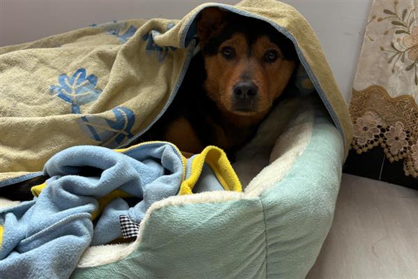 狗狗预防蜱虫的方法，定期对生活环境做消毒处理