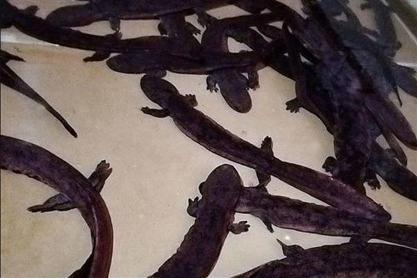 购买娃娃鱼苗种要注意什么，首选自然繁殖的鱼苗