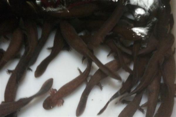 购买娃娃鱼苗种要注意什么，首选自然繁殖的鱼苗