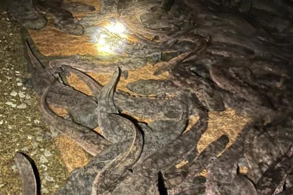 购买娃娃鱼苗种要注意什么，首选自然繁殖的鱼苗