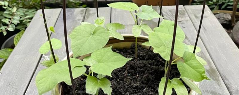 牵牛花的种植方法，平时让土壤保持湿润