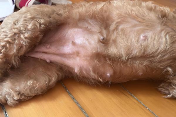 狗狗子宫蓄脓常见的诱发原因，可能是微生物感染所致